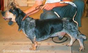 犬を家族に迎える前に